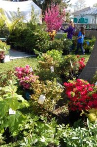 garden-market