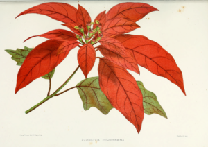 christmas-poinsettia